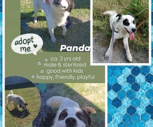 Meet Panda - Looking for His Forever Home!