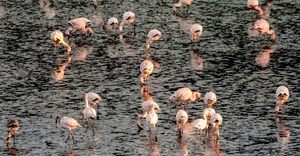 A Flamboyance of Flamingos at De Hoop Vlei