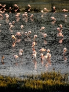 A Flamboyance of Flamingos at De Hoop Vlei