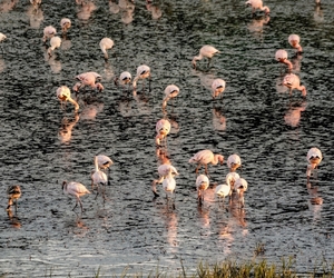 A Flamboyance of Flamingos at De Hoop Vlei