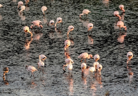 A Flamboyance of Flamingos at De Hoop Vlei