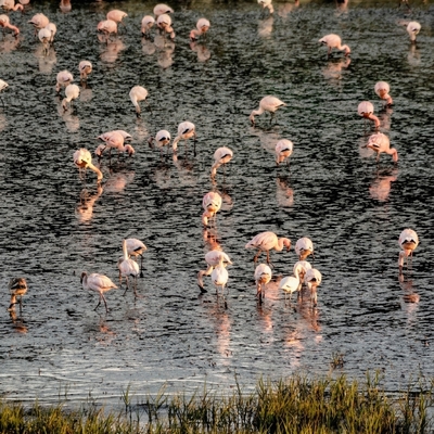 A Flamboyance of Flamingos at De Hoop Vlei