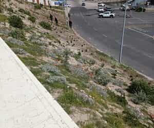 Gansbaai Harbour Garden Gets a Makeover