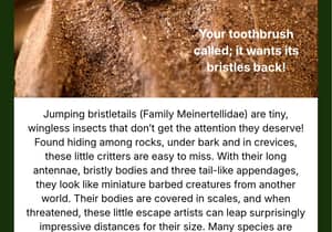 Under the Microscope: Jumping Bristletails!