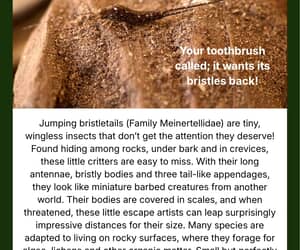 Under the Microscope: Jumping Bristletails!