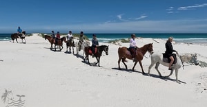 Pearly Beach Horse Riding Reviews