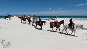 Pearly Beach Horse Riding Reviews