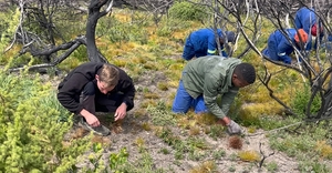 Grootbos Foundation Tackles Invasive Plants After Wildfires