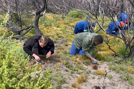 Grootbos Foundation Tackles Invasive Plants After Wildfires