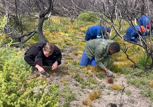 Grootbos Foundation Tackles Invasive Plants After Wildfires