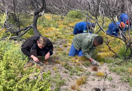 Grootbos Foundation Tackles Invasive Plants After Wildfires