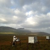 Fynbos Honey