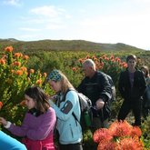 Spring on The Fynbos Trail with the pincusions in full flower