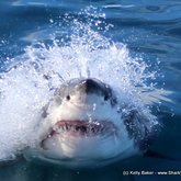 MEEEEEP!!! Coming through...!!!