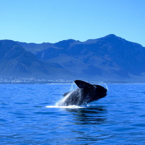 southern-right-whales-visit-walker-bay-marine-reserve-from-july-to-december