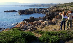 How to spot the Right Whale