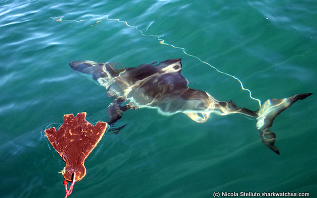 great-white-sharks-around-dyer-island-LR
