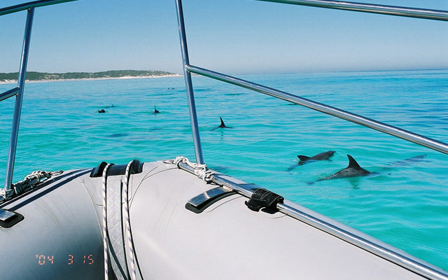 pod-of-dolphins-south-africa-LR