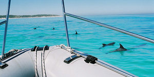 pod-of-dolphins-south-africa-LR