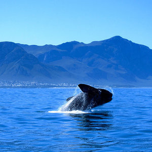 southern-right-whales-visit-walker-bay-marine-reserve-from-july-to-december-LR