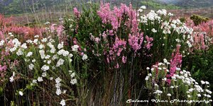 Fynbos Flowers in bloom