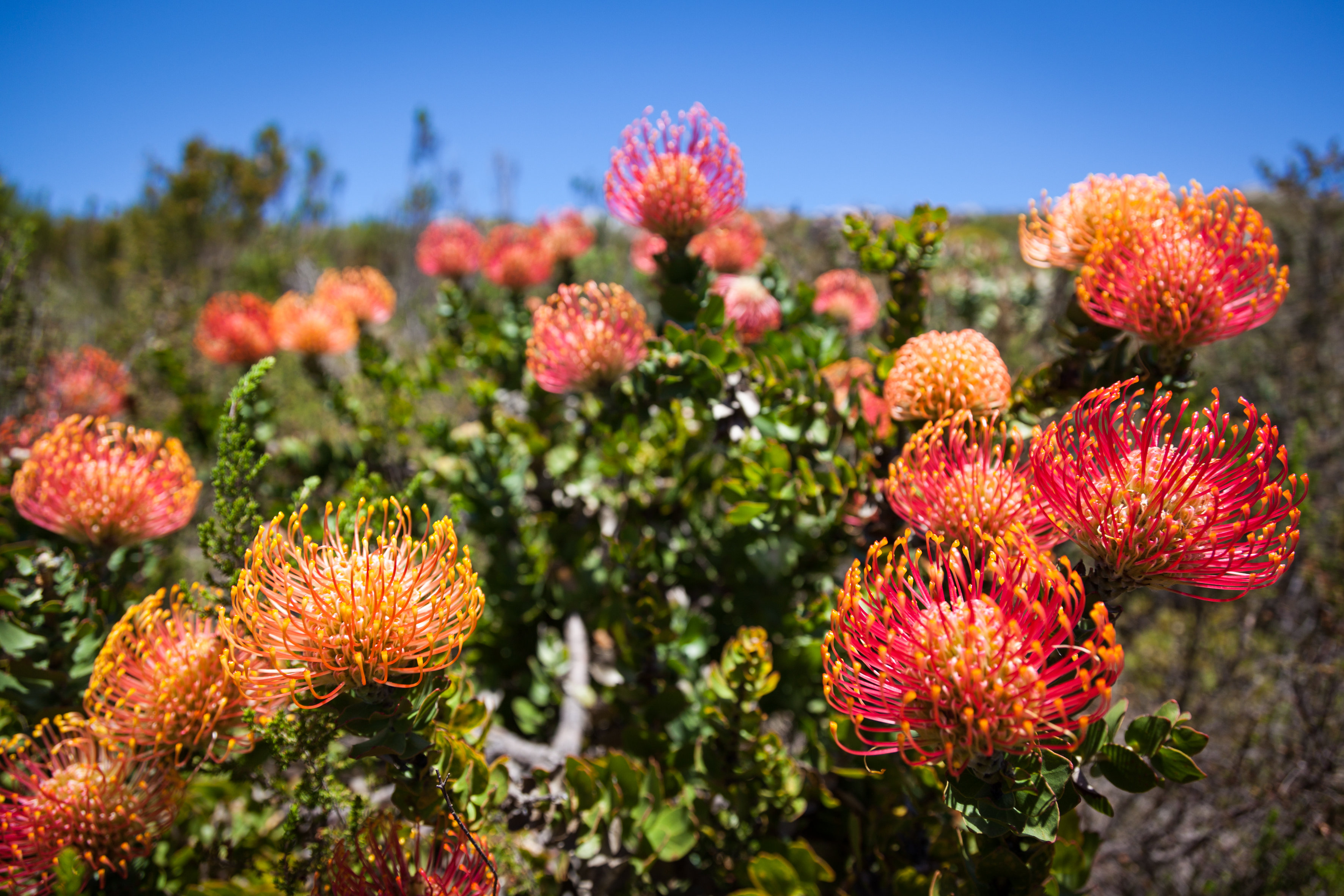 Beautiful Fynbos Flowers 