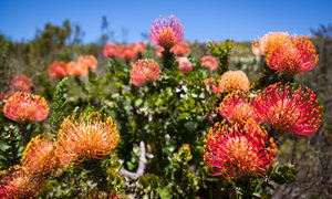 What's Funky about Fynbos?