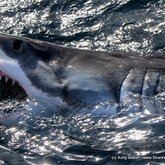 50 Shades of Great White Shark