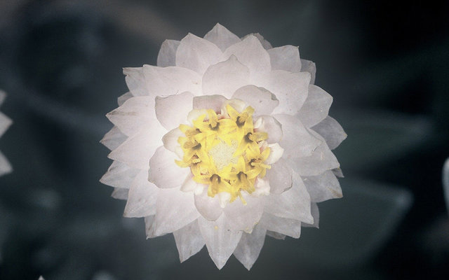 close-up-of-fynbos-flora-LR