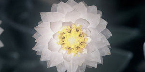 close-up-of-fynbos-flora-LR