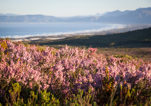 Fynbos takes one up on the Amazon Jungle