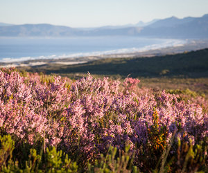 Fynbos takes one up on the Amazon Jungle