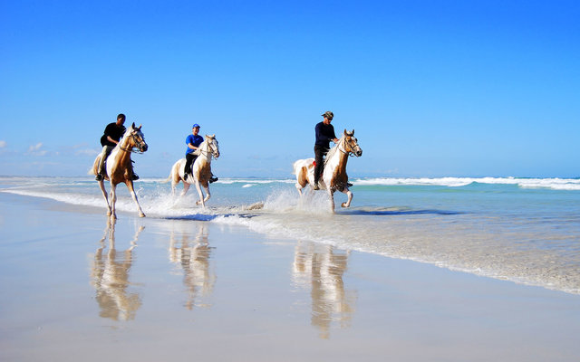 Horse-riding along the beaches of Struisbaai Horse-riding along the beaches of Struisbaai