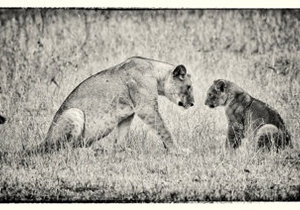 Baron Bustin Exhibition