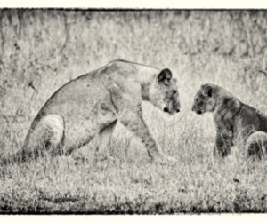 Baron Bustin Exhibition