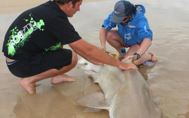 598825_543261805695743_2071535159_n