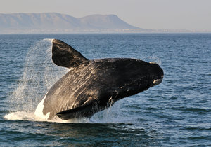 The Hermanus Whale Festival 2016