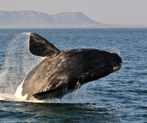The Hermanus Whale Festival 2016