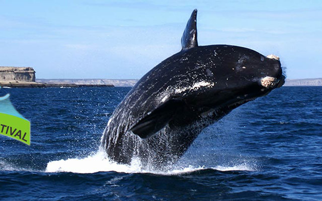 Hermanus Whale Festival 2016 (Image courtesy of Hermanus Whale Festival) Hermanus Whale Festival 2016 (Image courtesy of Hermanus Whale Festival)