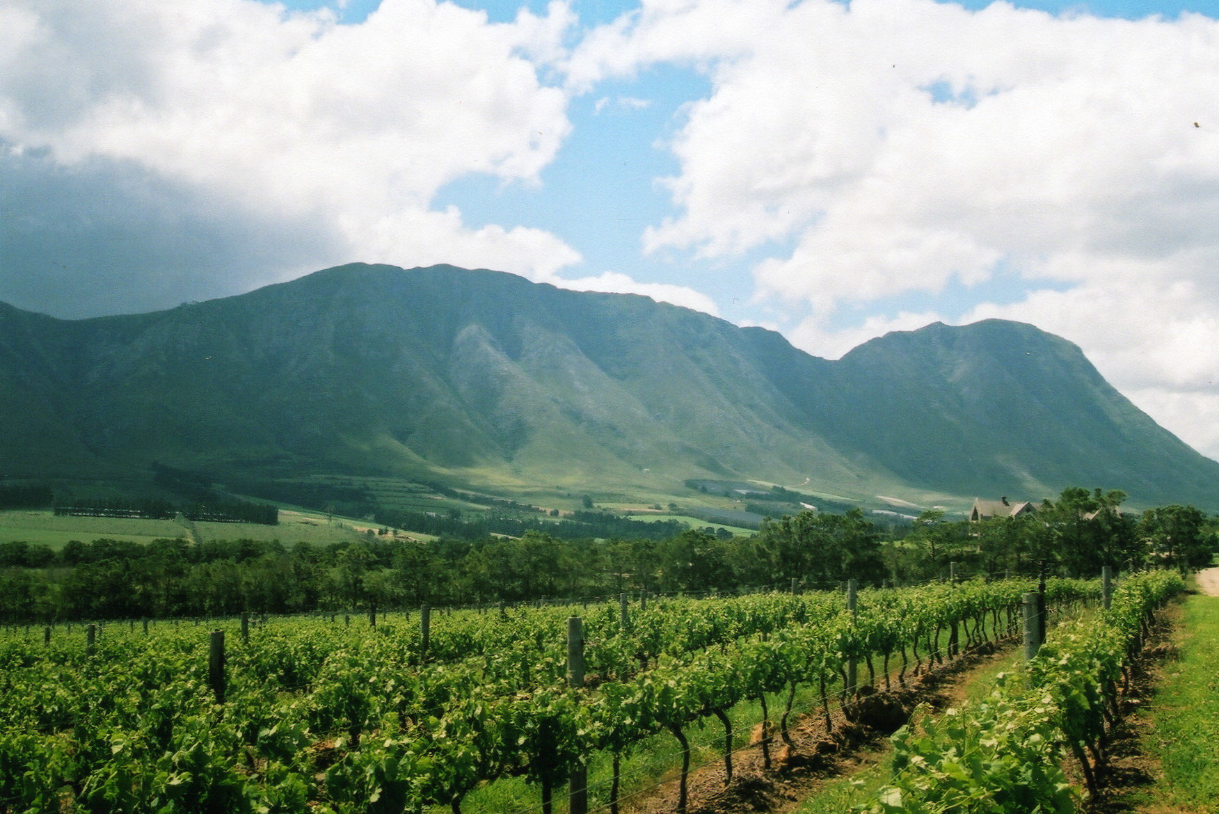 Discover the wine farms in the Hemel-en-Aarde wine region