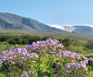 Fernkloof Nature Reserve: Biodiversity Hub of the Whale Coast
