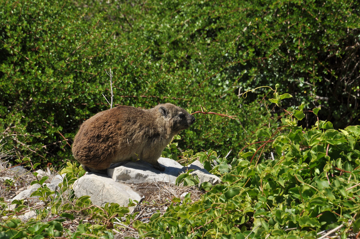 A dassie chilling on a rock in Hermanus Heights