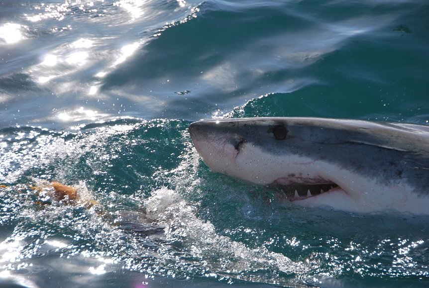 Great White shark swimming above the water.
