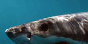 What you lookin' at? via Richard Jaronek & White Shark Adventures