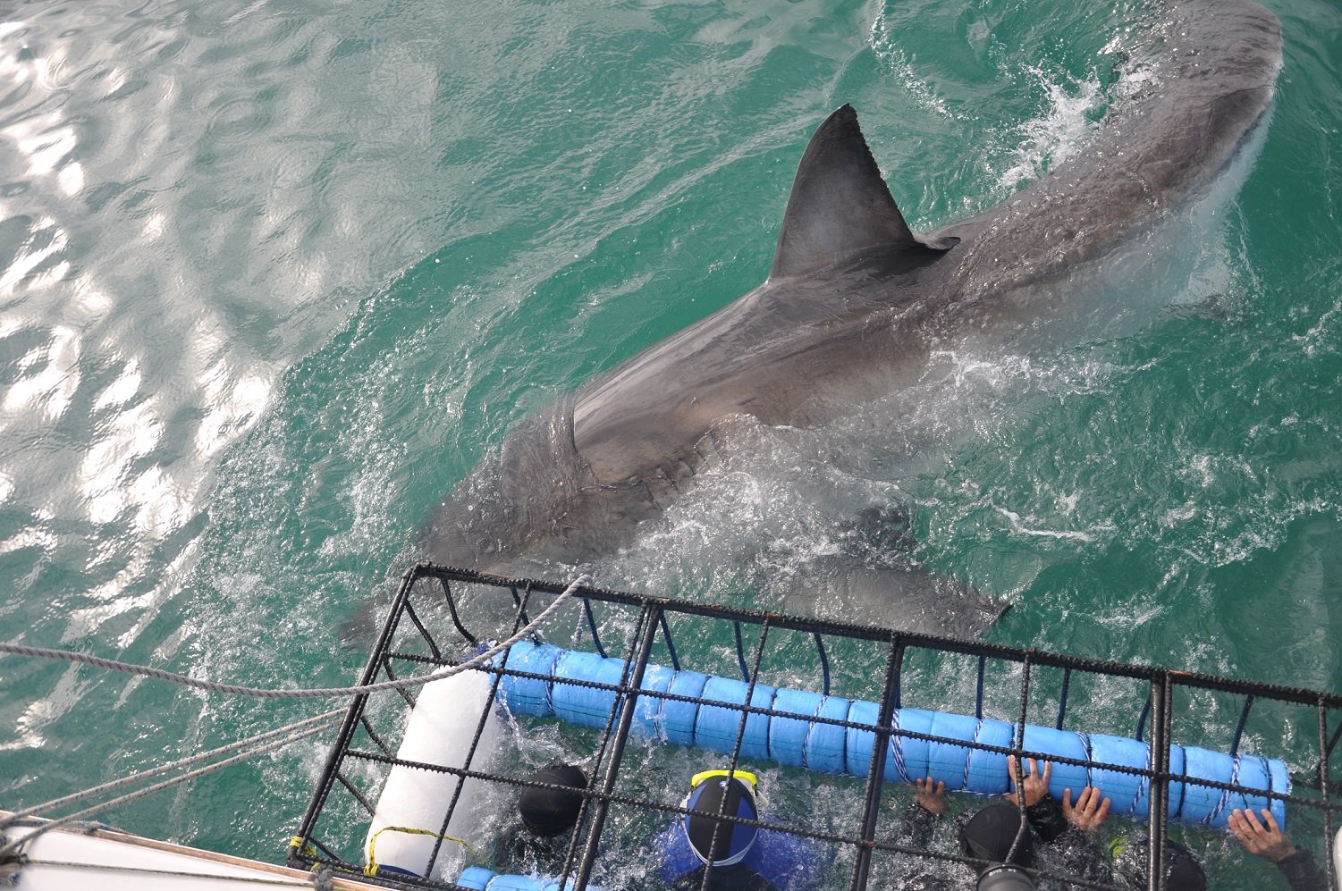 Big Great White Shark swimming past during a shark cage dive in Gansbaai.