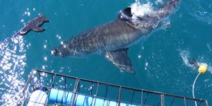 Shark Cage Diving in Gansbaai via Sharklady Adventures