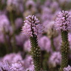 Fynbos in the Heuningberg Nature Reserve Bredasdorp