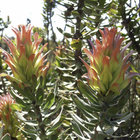 Fynbos in Bredasdorp