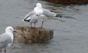 Feesnaweek - Gemeente 70 jaar