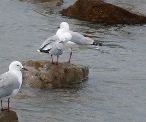 Feesnaweek - Gemeente 70 jaar